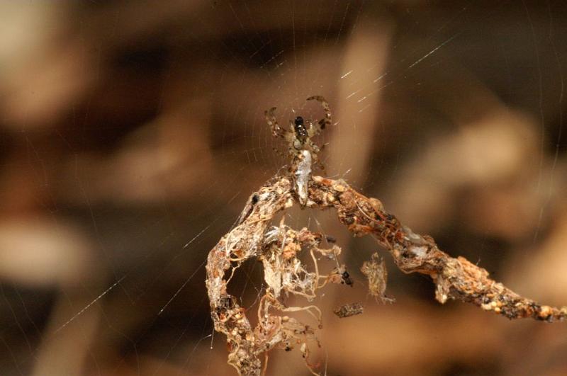 Cyclosa_insulana_D5552_Z_88_Wellington Point Esplanada_Australie.jpg